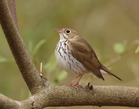 Ovenbird Seiurus aurocapilla