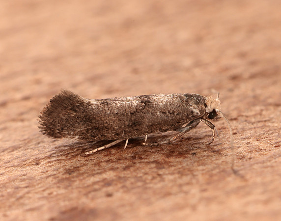 16.015 BF437 Swammerdamia caesiella
