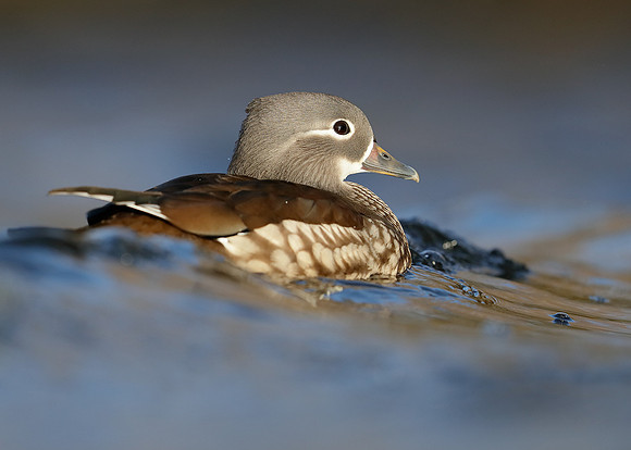 Mandarin Aix galericulata