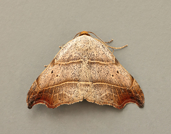 72.069 BF2473 Beautiful Hook-tip Laspeyria flexula
