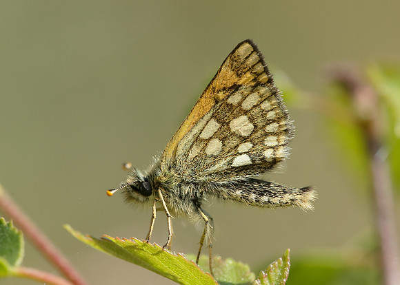 Chequered Skipper Carterocephalus palaemon