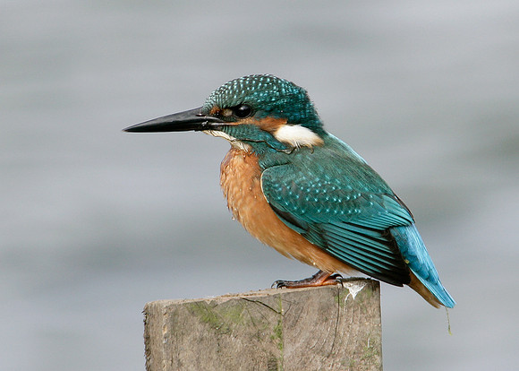 Kingfisher Alcedo atthis