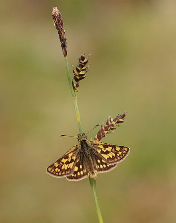 Chequered Skipper Carterocephalus palaemon
