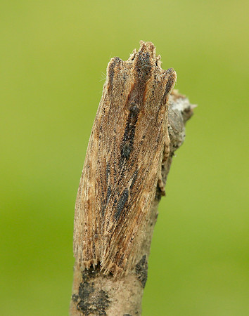 73.200 2235 Tawny Pinion Lithophane semibrunnea