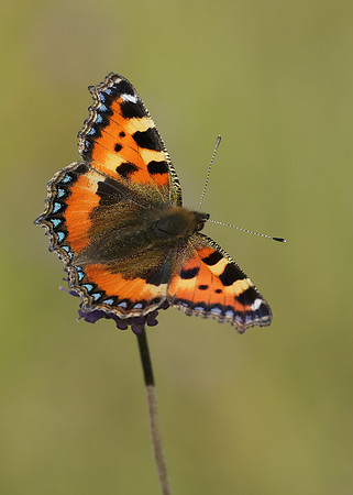 Small Tortoiseshell Aglais urticae