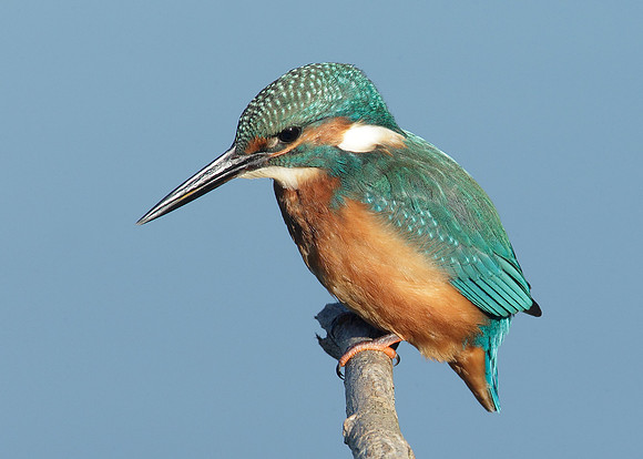 Kingfisher Alcedo atthis