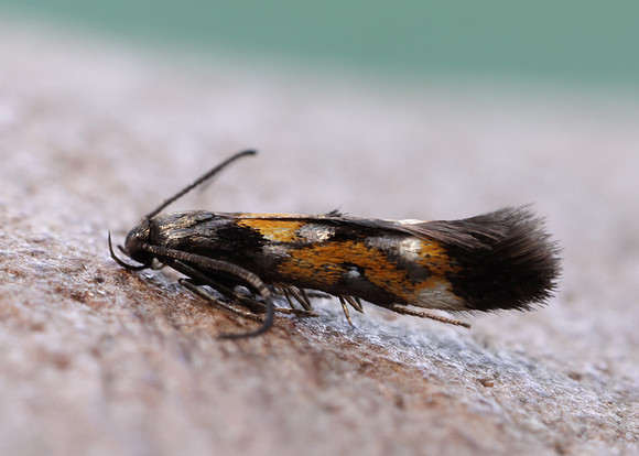40.013 BF882 Mompha locupletella