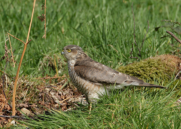 Sparrowhawk Accipiter nisus