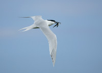 Sandwich Tern Sterna sandvicensis