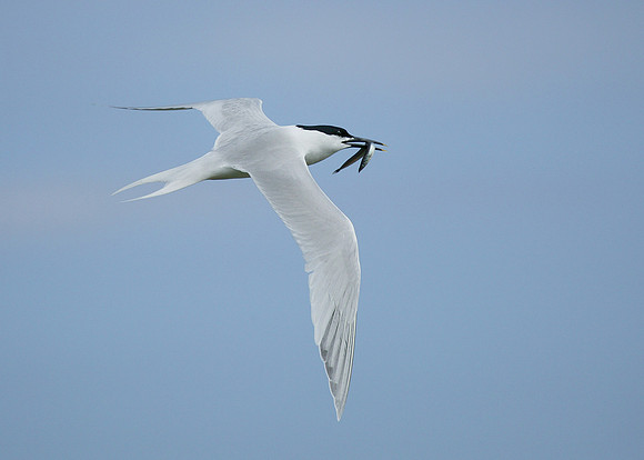 Sandwich Tern Sterna sandvicensis