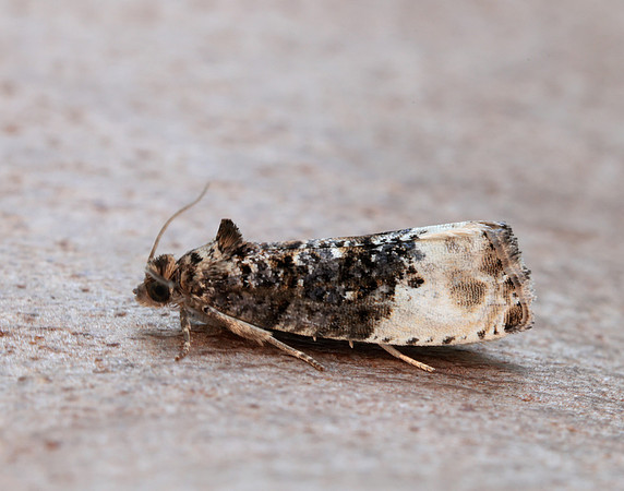 49.156 BF1083 Marbled Orchard Tortrix Hedya nubiferana