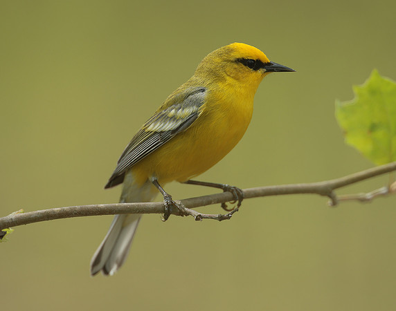 Blue-winged Warbler Vermivora cyanoptera