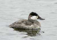 Ruddy Duck Oxyura jamaicensis