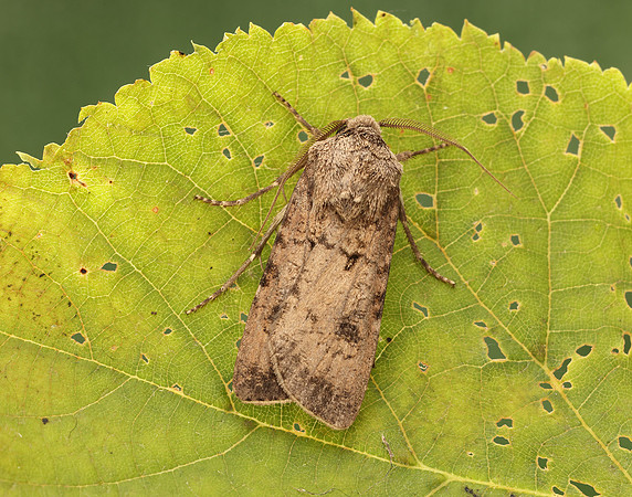 73.319 BF2087 Turnip Moth Agrotis segetum