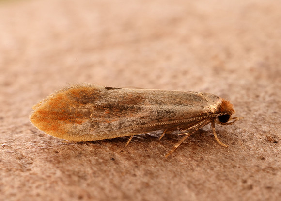 12.032 BF246 Tinea semifulvella