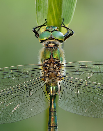 Brilliant Emerald Somatochlora metallica