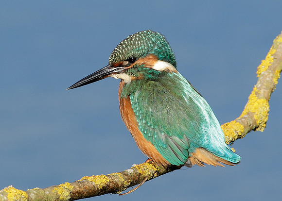 Kingfisher Alcedo atthis