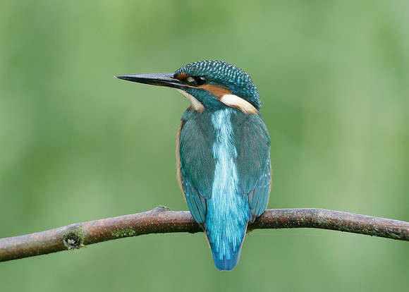 Kingfisher Alcedo atthis