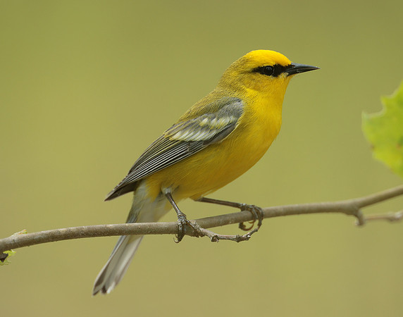 Blue-winged Warbler Vermivora cyanoptera