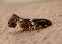 38.025 BF597 Elachista atricomella