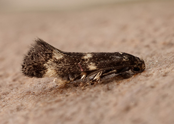 38.025 BF597 Elachista atricomella