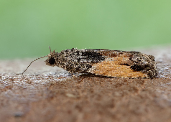 49.255 BF1138 Epinotia nisella