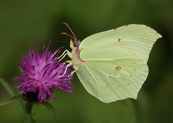 Brimstone Gonepteryx rhamni