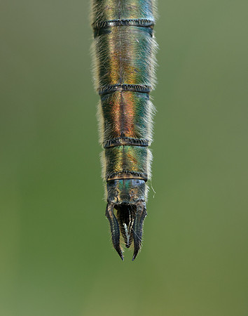 Brilliant Emerald Somatochlora metallica