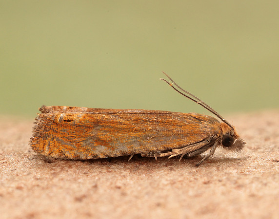 49.345 BF1219 Lathronympha strigana