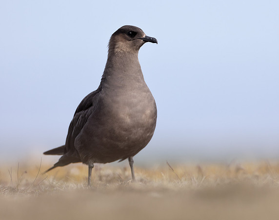 Arctic Skua Stercorarius parasiticus