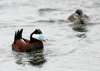 Ruddy Duck Oxyura jamaicensis