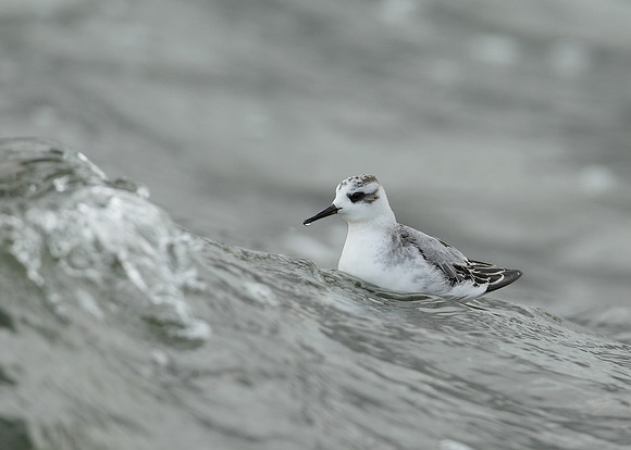 Grey Phalarope Phalaropus fulicarius