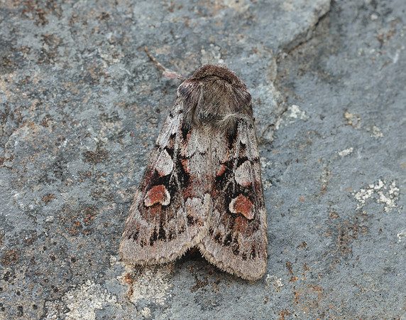 73.363 BF2125 Northern Dart Xestia alpicola