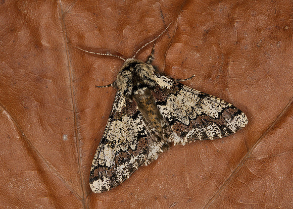 70.251 BF1930 Oak Beauty Biston strataria