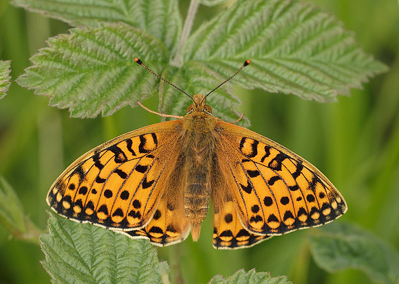 Dark Green fritillary Argynnis aglaja