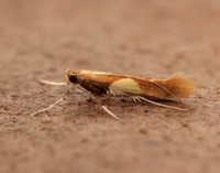 15.008 BF286 Caloptilia alchimiella