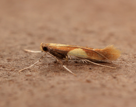 15.008 BF286 Caloptilia alchimiella