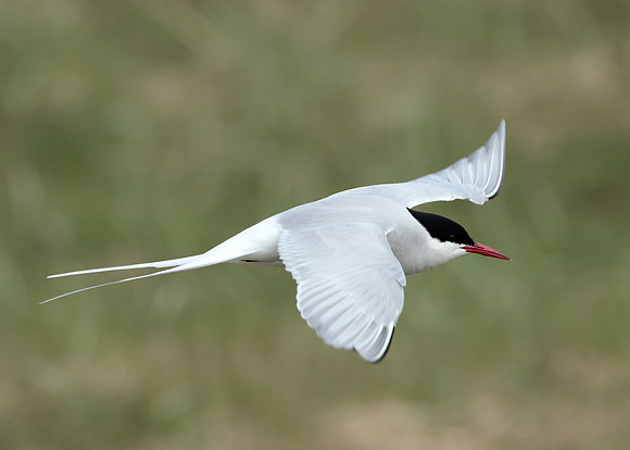 Arctic Tern Sterna paradisaea