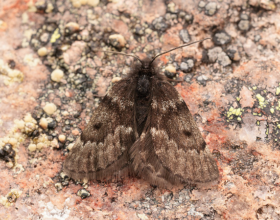 70.289 BF1965 Black Mountain Moth Glacies coracina