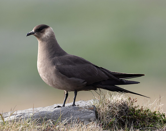 Arctic Skua Stercorarius parasiticus