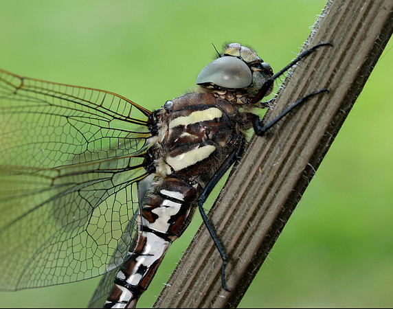 Common Hawker Aeshna juncea