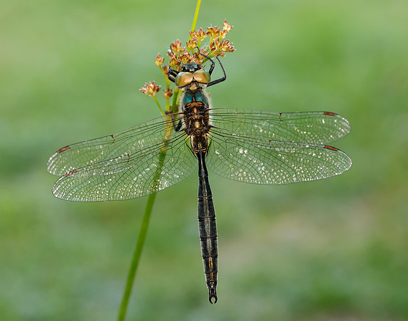 Northern Emerald Somatochlora arctica