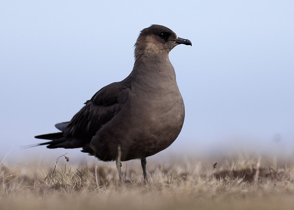 Arctic Skua Stercorarius parasiticus