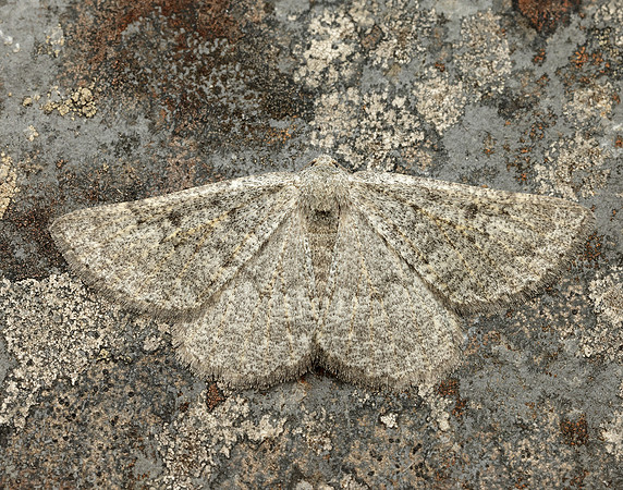 70.285 BF1963 Scotch Annulet Gnophos obfuscata