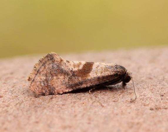 49.132 BF956 Cochylidia implicitana