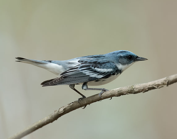 Cerulean Warbler Setophaga cerulea