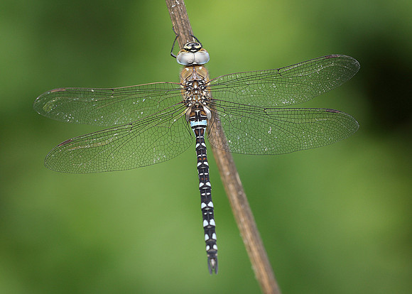 Migrant Hawker Aeshna mixta
