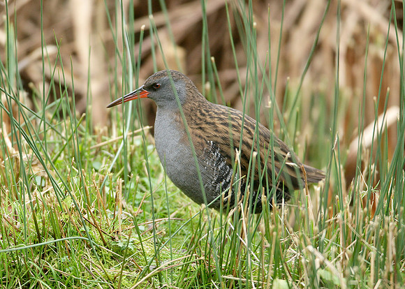 Water Rail Rallus aquaticus