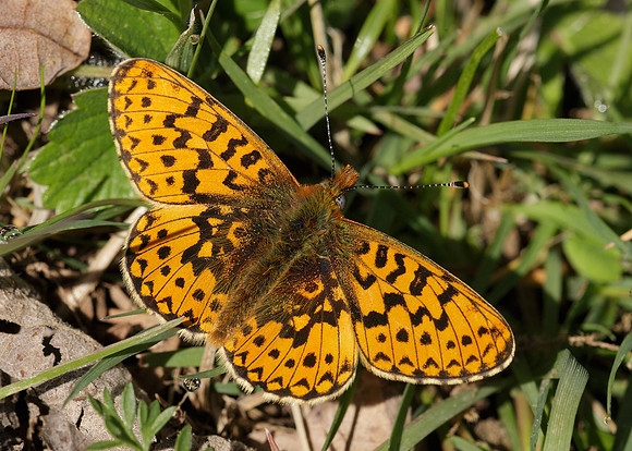 Pearl-Bordered Fritillary Boloria euphrosyne