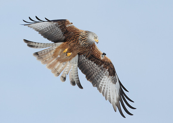 Red Kite Milvus milvus